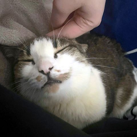 ANDROMACHE - Von der Futterstelle ins Glück?