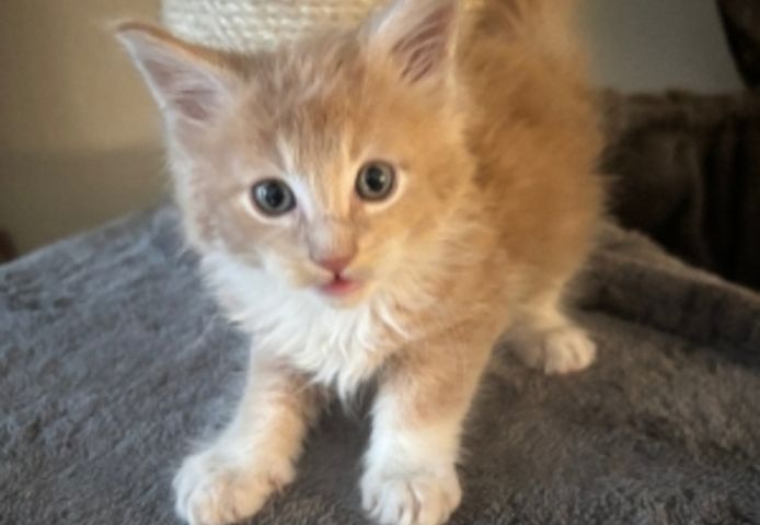 Maine-Coon-Kätzchen warten auf Sie