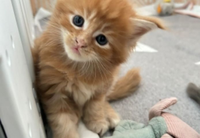 Maine-Coon-Kätzchen warten auf Sie