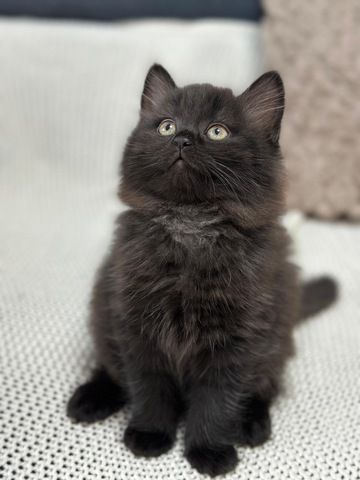 Britisch Kurzhaar x Waldkatze Kitten – geb. am 12. Oktober – bereit zur Reservierung