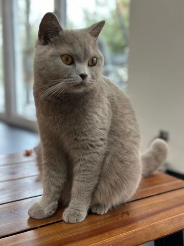 Britisch Kurzhaar x Waldkatze Kitten – geb. am 12. Oktober – bereit zur Reservierung