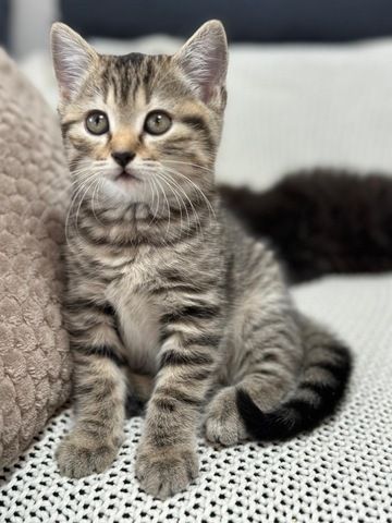 Britisch Kurzhaar x Waldkatze Kitten – geb. am 12. Oktober – bereit zur Reservierung