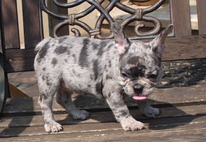 Süsse Wunderschöne Französische Bulldoggen Welpen suchen &nbsp;neues zuhause mit Papiere
