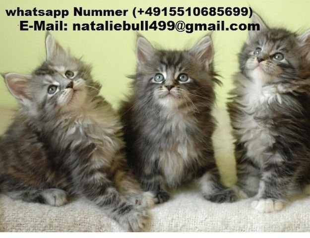 Maine Coon Kätzchen zu verkaufen