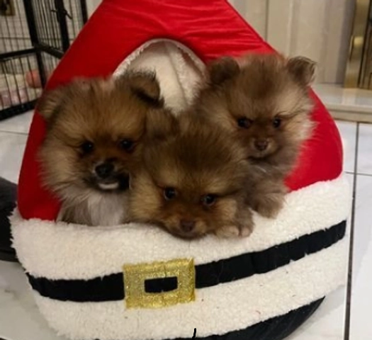 Pomenarian-Welpen zur Adoption