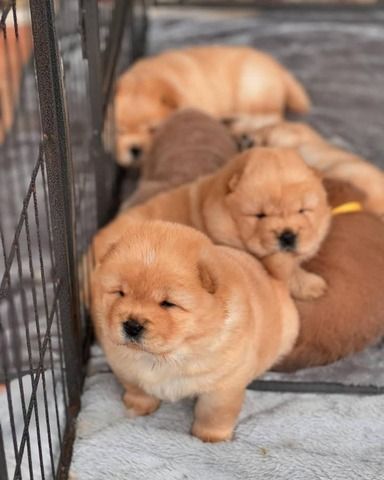 Chow-Chow Welpen