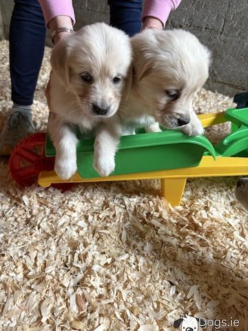 Golden-Retriever-Welpen