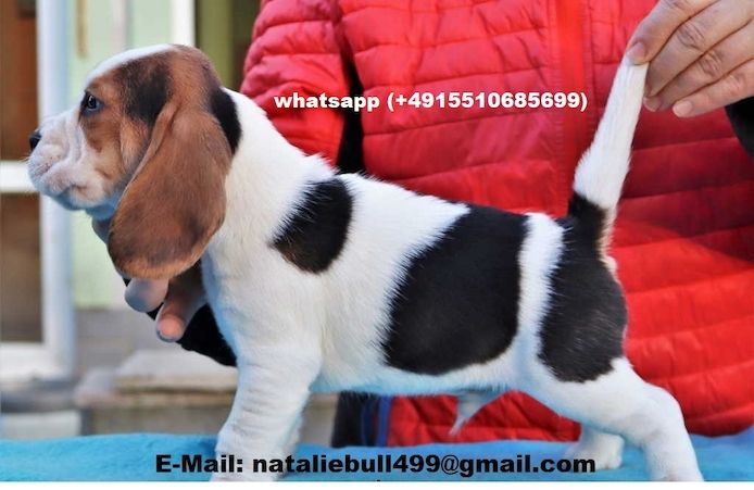 Männliche und weibliche Beagle Welpen