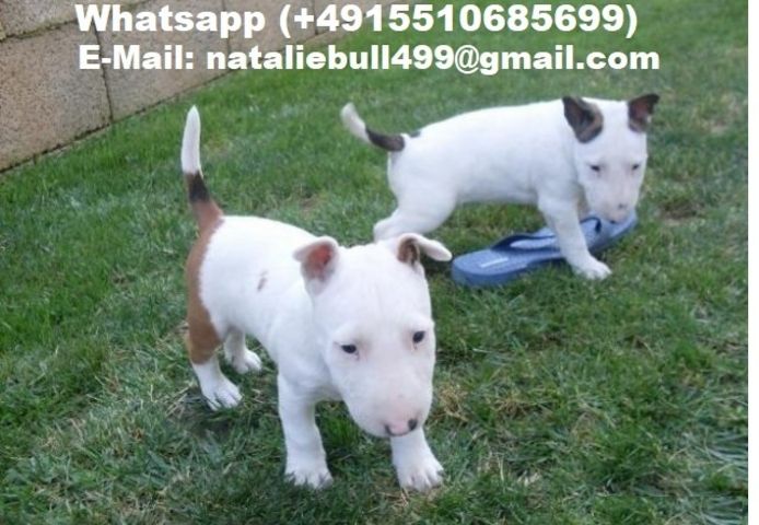 Mini Bull Terrier welpen m/w