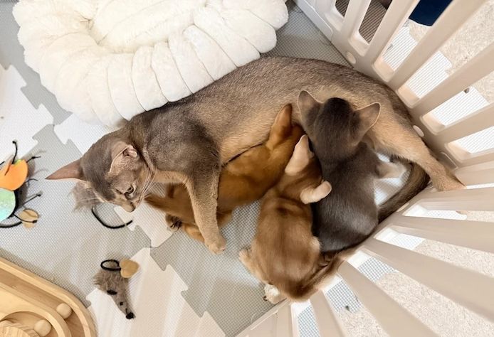 Abessinier-Kätzchen