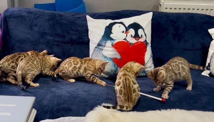 5 entzückende Bengalkätzchen