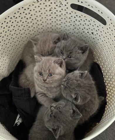 Britisch Kurzhaar-Kätzchen in Flieder und Blau