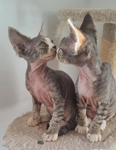 wunderschöne Devon Rex-Kätzchen