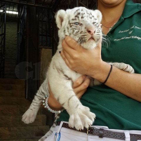 Tiger cub