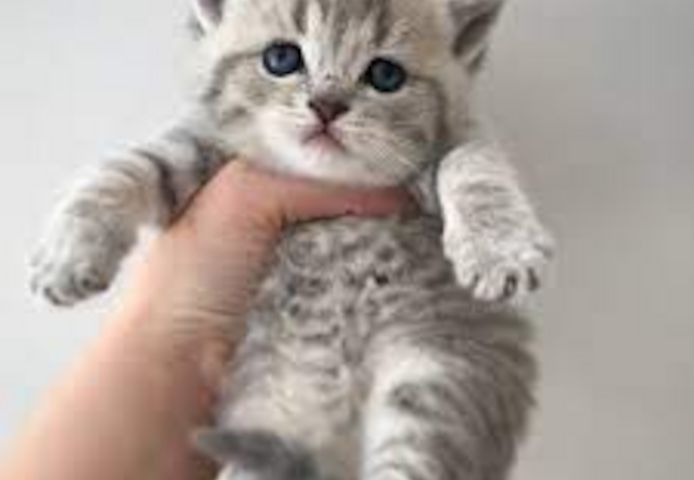 British shorthair Kätzchen