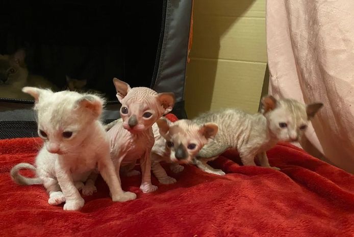 Sphynx-Kätzchen 😍🥰🥰