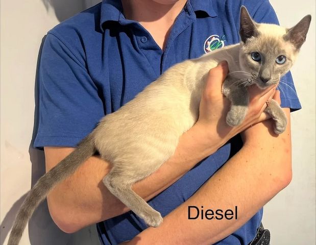 Blaue Siamkatzenbabys