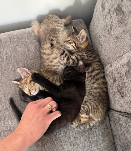 Die süßesten sibirischen Kätzchen