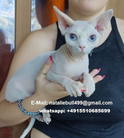 Schöne Sphynx-Kätzchen zu verkaufen