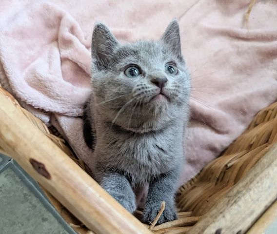 Weibliche Russisch Blau-Kätzchen verfügbar.