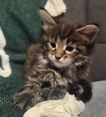 3 Maine-Coon-Kätzchen