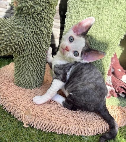 Verschmuster Devon Rex-Kater sucht ein Zuhause ❤️ Ab sofort verfügbar.