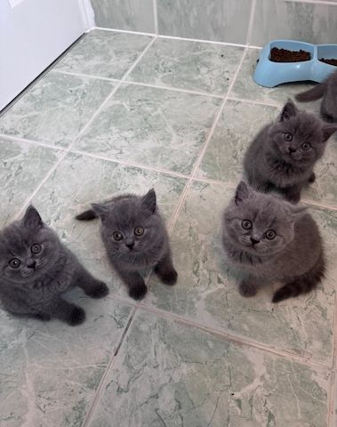 Süße BKH Kitten suchen ein liebevolles Zuhause BITTE BESCHREIBUNG LESEN!