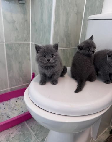 Süße BKH Kitten suchen ein liebevolles Zuhause BITTE BESCHREIBUNG LESEN!