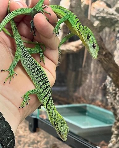 Grüne Baumwarane (Varanus prasinus) zu verkaufen