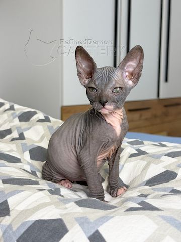 Don Sphynx Kitten mit Schnurrhaaren