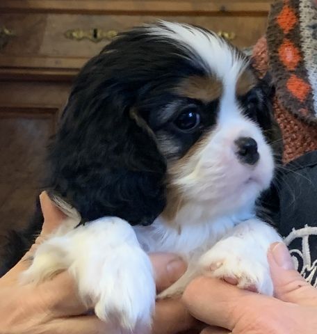 Cavalier-King-Charles-Spaniel-Welpe