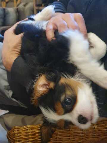 Cavalier-King-Charles-Spaniel-Welpe