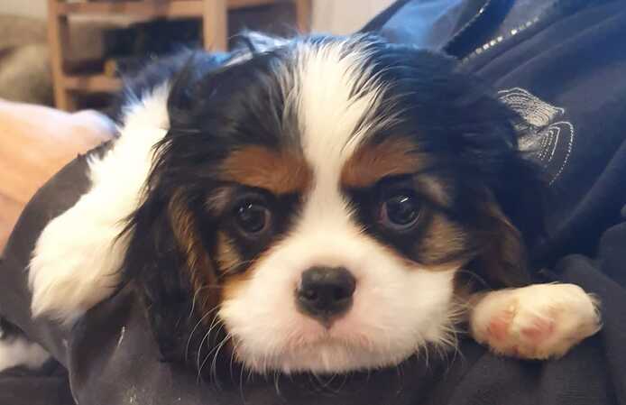 Cavalier-King-Charles-Spaniel-Welpe