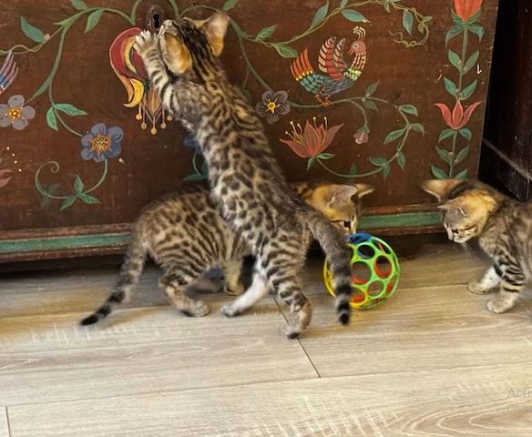 Bengalkätzchen abzugeben, geboren am 4. Oktober 2025