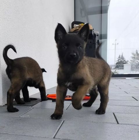 Belgische Schäferhundwelpen abzugeben