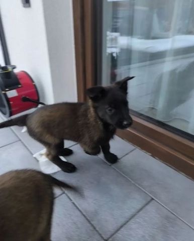 Belgische Schäferhundwelpen abzugeben