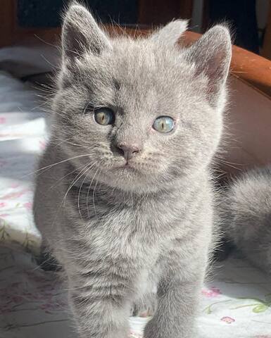 Chartreux-Kätzchen warten auf Sie