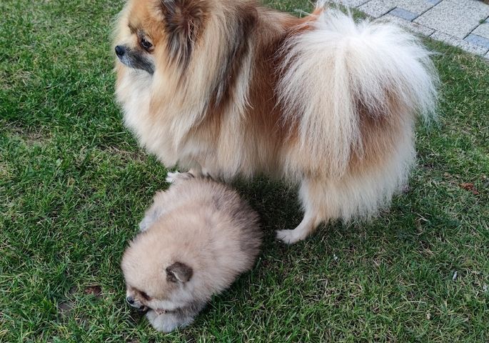 Zwergspitz Pomeranian