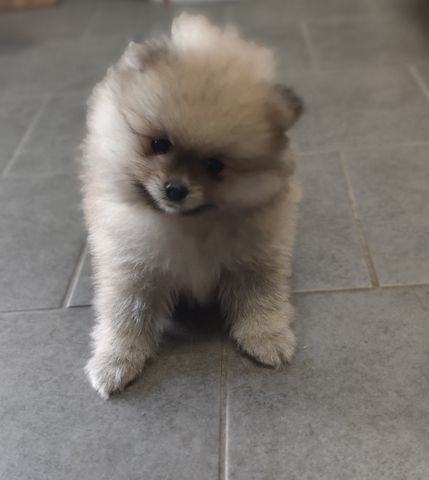 Zwergspitz Pomeranian