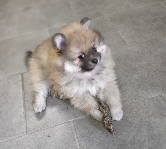 Zwergspitz Pomeranian