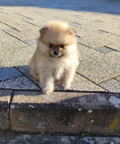 Zwergspitz Pomeranian