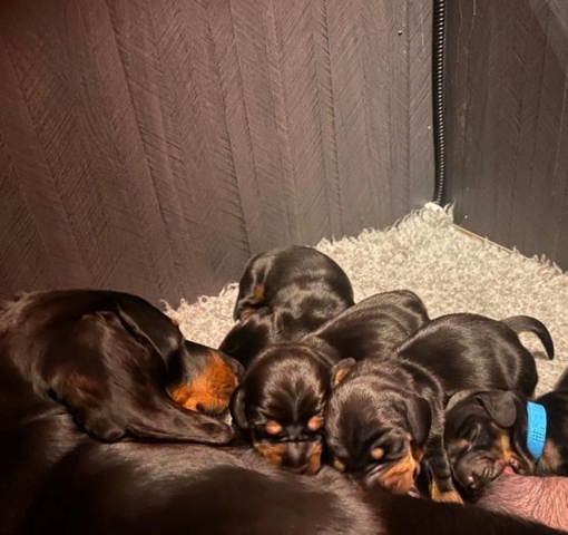 Dackelwelpen suchen ein neues Zuhause