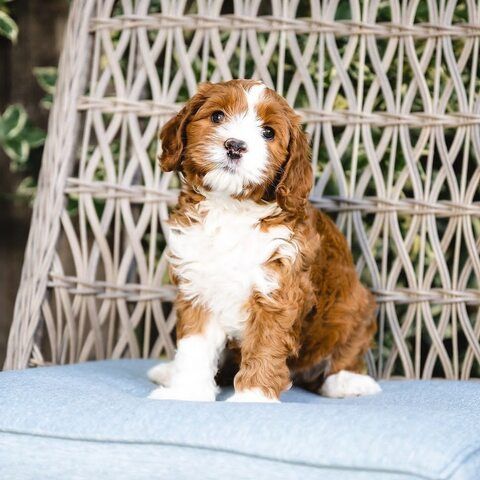 Entzückende Maltipoo-Welpen