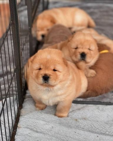 Chow-Chow Welpen