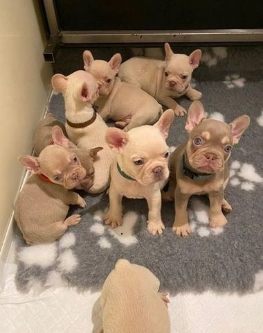 Französische Bulldogge