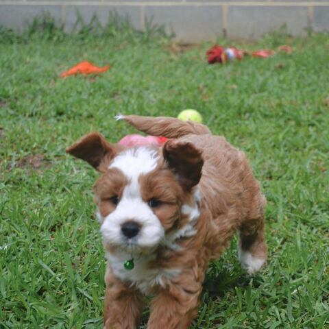 Cavapoo-Welpen zur Adoption