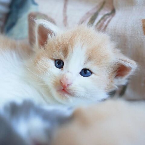 Norwegische Waldakatze