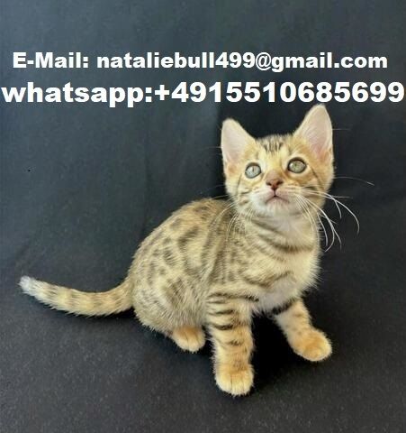 BENGAL-Kätzchen verfügbar