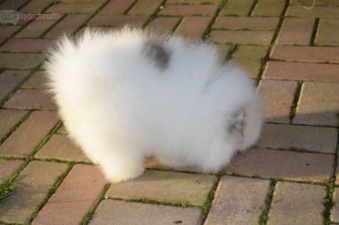 Pomeranian Welpen