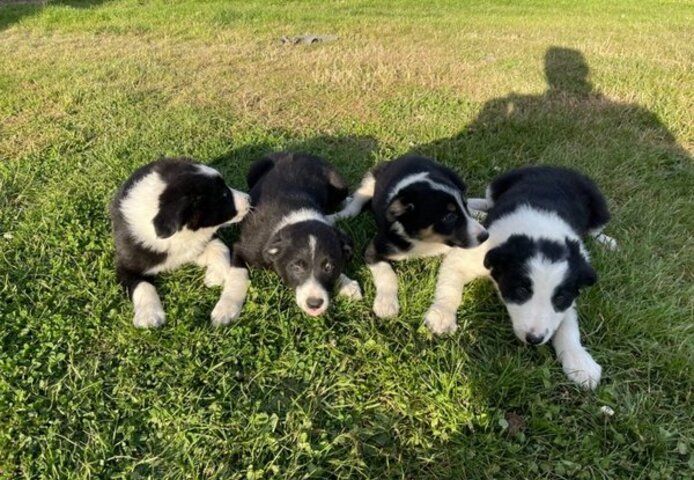 Border Collie Welpen